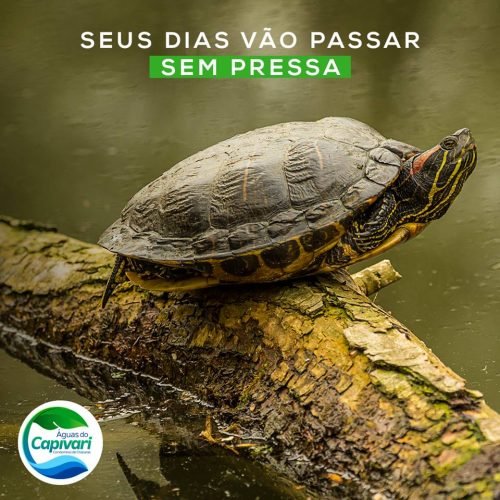 49243619_2211202392479620_3997620533934948352_n