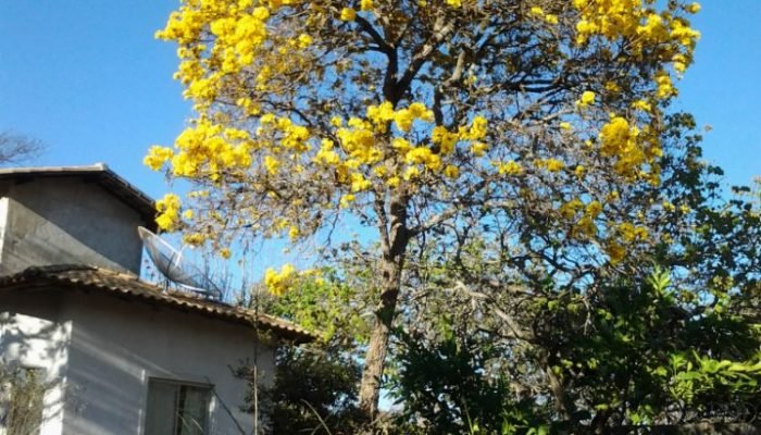 FLORADA IPÊ -1
