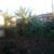 7 Quintal