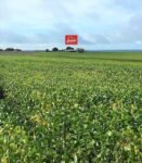 juliosDnaI- faz. N. Xav..0007