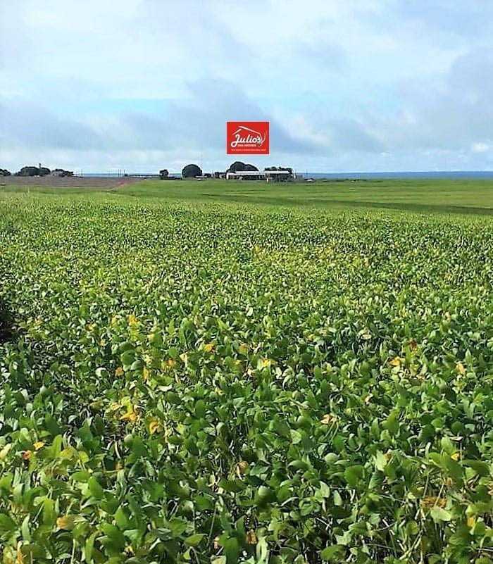 juliosDnaI- faz. N. Xav..0007