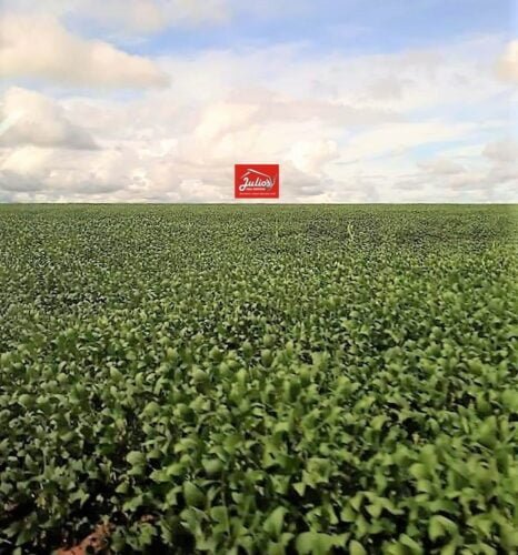 juliosDnaI- faz. N. Xav..0001