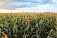 juliosdnaimoveis-Faz.porto A. Nt-mt-0003a