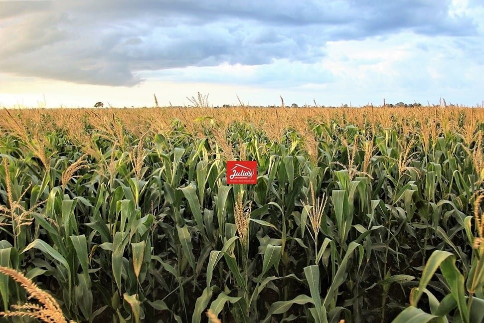 juliosdnaimoveis-Faz.porto A. Nt-mt-0003a