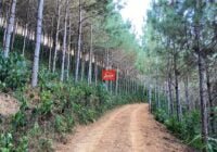 juliosdnaimoveis-faz.Pinus-SP-009