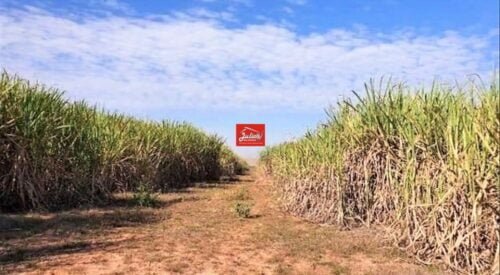 juliosdnaimoveis-Faz.Cana.e.Soja-SP-0001