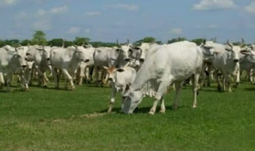TOP Fazenda a Venda em Miranda Mato Grosso do Sul - MS (PORTEIRA FECHADA)