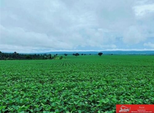 juliosdnai-Faz.soja-MG-00A1