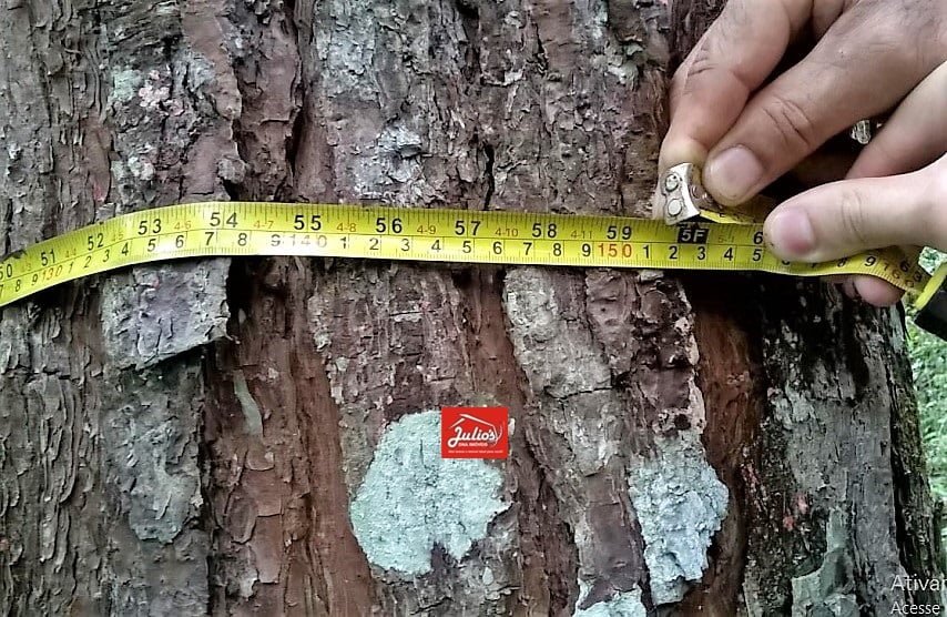 juliodnai-faz.pinus-SP-0002