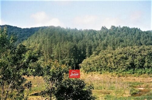 juliodnai-faz.pinus-SP-0001