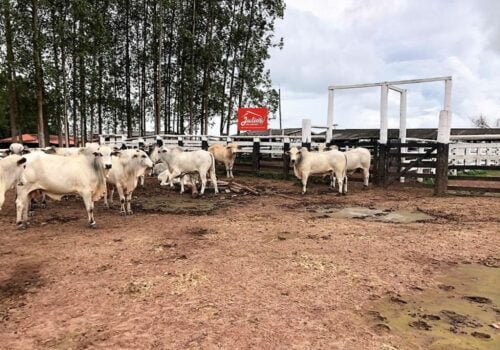 ajuliosdnaimoveis-Faz. Pará-0008