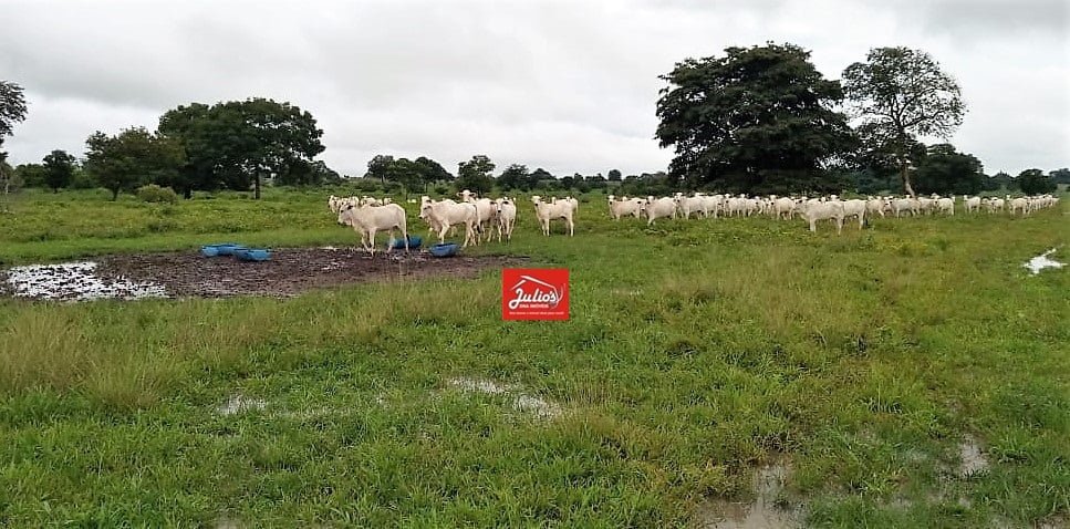 juliosdnaimoveis-Faz. M. Novo-GO-0002