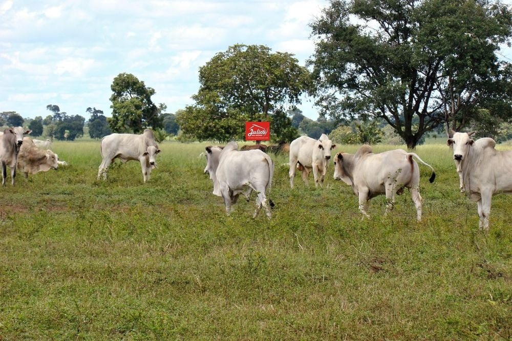 juliosdnaimoveis-Faz.Soja e Gado-Val.Arag.GO-0007