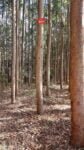 juliosdnaimoveis-Floresta de Pinus-MG-0009