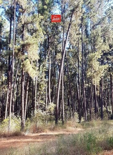 juliosdnaimoveis-Floresta de Pinus-MG-0001