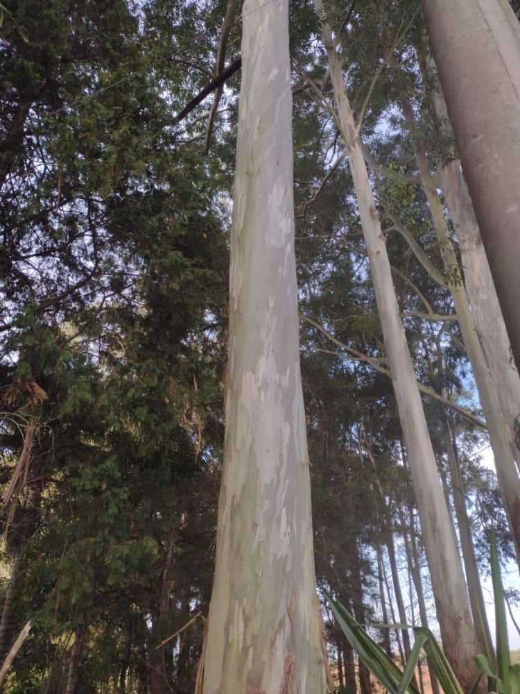 eucalipto citriodora