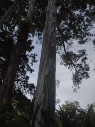 eucalipto citriodora 100 anos