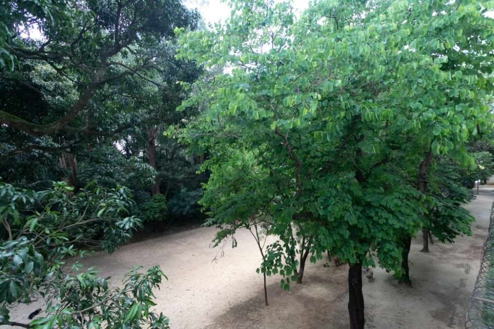 Bosque privativo do condominio